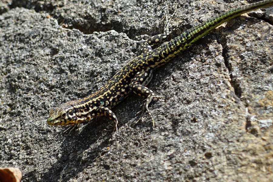 Coppia di lucertole da confermare (o identificare)